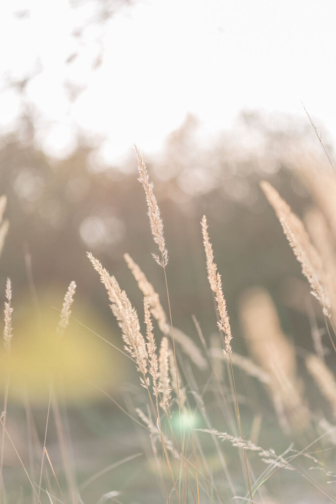 De vijf natuurgerichte principes